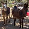 Santuario de animales Grateful Heart