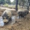 Santuario de animales Grateful Heart