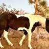 Starlight Equestrian Ranch S.A.