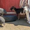 Caballerizas y zoológico de mascotas de Baldwin Lake