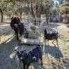 Santuario de animales Grateful Heart