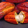 Experiencias y educación sobre el chocolate Ardent Oso
