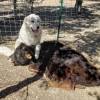 Santuario de animales Grateful Heart