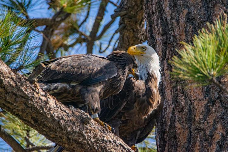 Una foto de un águila y su aguilucho posados en la rama de un árbol cubierto de agujas de pino de un verde intenso en Big Bear Lake.