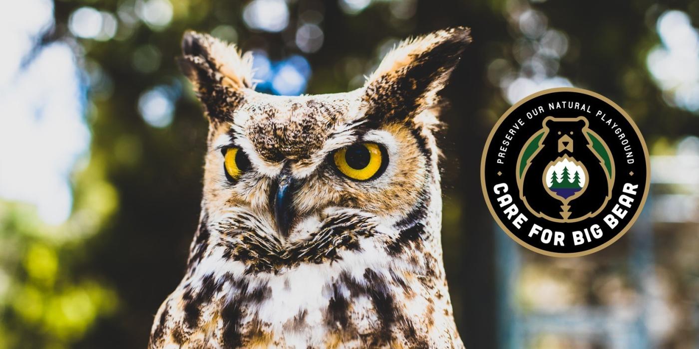 Uno de los búhos cornudos de Big Bear en primer plano con el logotipo de Care for Big Bear al lado.