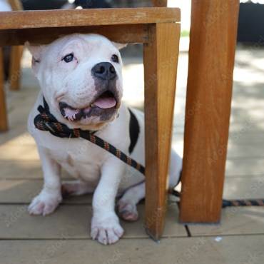 Foto de un perro bull blanco descansando a la sombra en un restaurante que admite mascotas, el perro lleva correa.