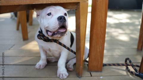 Foto de un perro bull blanco descansando a la sombra en un restaurante que admite mascotas, el perro lleva correa.