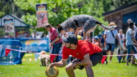 Un propietario con camiseta roja y su heeler azul exhibiendo sus trucos y acrobacias durante el evento Puptopia en Big Bear.
