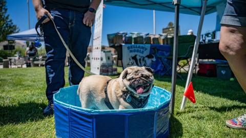 Un adorable carlino se baña en una piscina para cachorros durante Puptopia; el dueño habla con alguien mientras el perro se refresca.