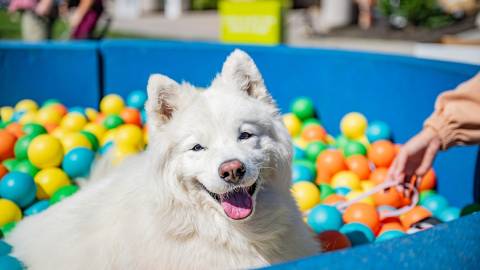 Un adorable perro blanco y esponjoso jugando a la piscina de bolas Puptopia, el perro se lo pasa en grande como demuestra su amplia sonrisa.