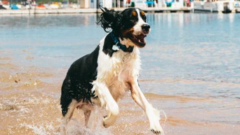 A black and white Saint Bernard with gold-ish brown highlights leaping with joy in the water on the lake side