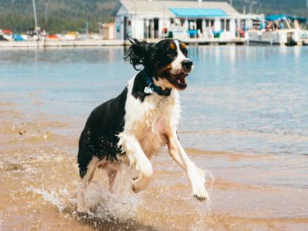 Un San Bernardo blanco y negro con reflejos marrones dorados saltando de alegría en el agua a orillas del lago.