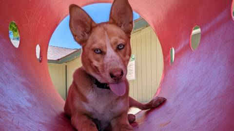 Un perro de color beige parduzco juega con una pelota dentro de un tubo de juego; el perro tiene las orejas grandes levantadas y la lengua fuera.