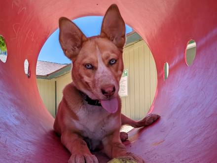 Un perro de color beige parduzco juega con una pelota dentro de un tubo de juego; el perro tiene las orejas grandes levantadas y la lengua fuera.