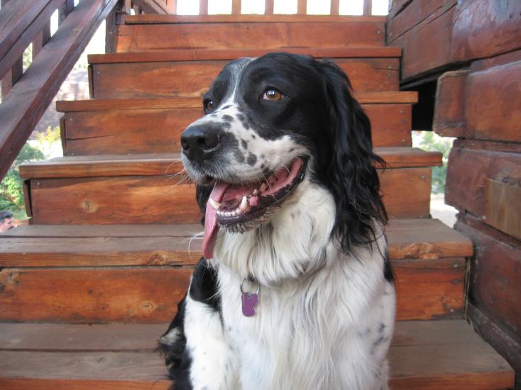 Un perro blanco y negro se baja los pantalones sentado en los escalones de una cabaña que admite mascotas en Big Bear Lake.