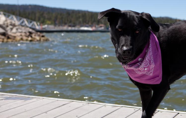 Un labrador negro mira a la cámara mientras está de pie en un muelle del lago Big Bear. Lleva un pañuelo morado.