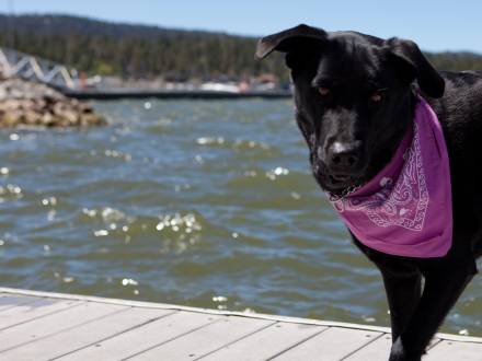 Un labrador negro mira a la cámara mientras está de pie en un muelle del lago Big Bear. Lleva un pañuelo morado.
