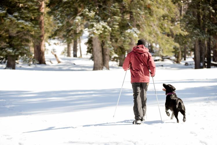 A black dog walking with their owner who is wearing a thick red coat and holding hiking sticks during the snowy winter.
