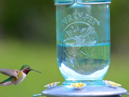 Un colibrí revolotea cerca de un comedero para pájaros con líquido transparente. Imagen de archivo.