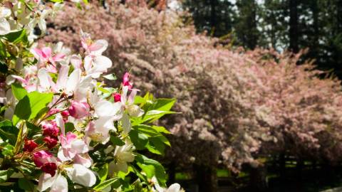 Una foto de flores rosas y blancas en una planta de color verde intenso, con árboles de color marrón rosáceo al fondo.