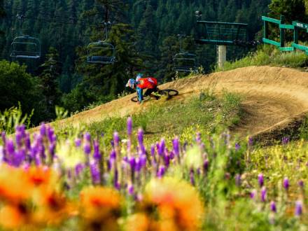 Un ciclista de montaña desciende por una empinada curva en el Summit Bike Park de Big Bear, California. En primer plano, coloridas flores silvestres.
