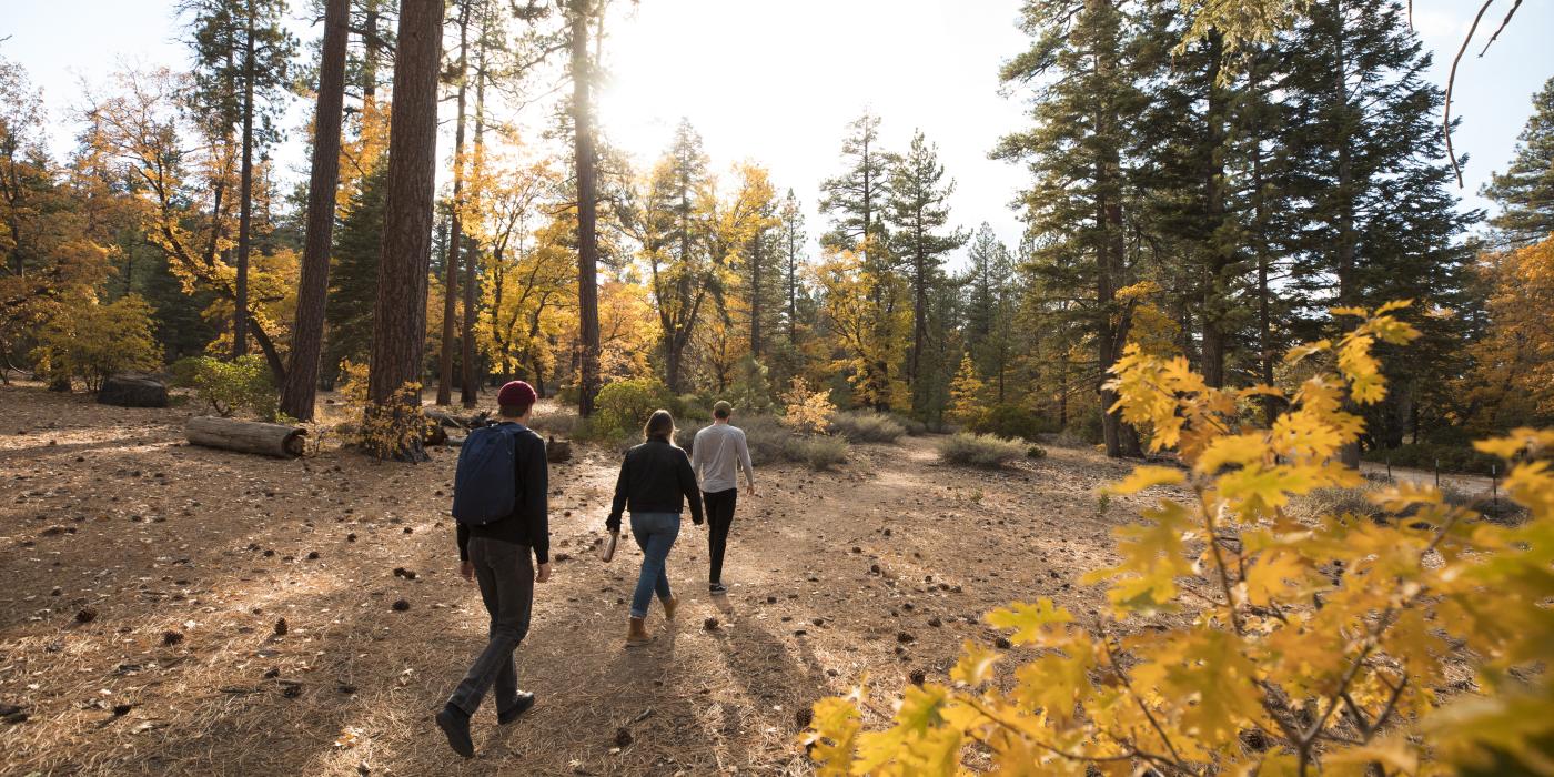 Tres excursionistas se adentran en el Bosque Nacional de Big Bear Lake, California. Hojas doradas les rodean durante la estación otoñal.