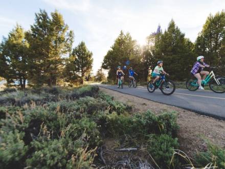 Una familia de dos adultos y dos niños en bicicleta por la carretera junto a frondosos árboles verdes y la luz del sol asomando entre las hojas.