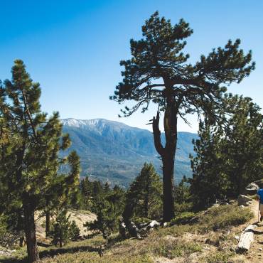 Tres excursionistas pasan junto a un alto pino durante una excursión en Big Bear Lake. Es un día claro y soleado y el verde bosque les rodea.