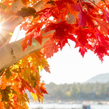 Una foto de un árbol con hojas otoñales en Big Bear Lake, el sol brillando a través de los huecos en las ramas del árbol.
