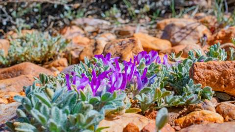Una foto de las flores de la Llanura de Pebble, donde la vegetación asoma entre el terreno rocoso con pétalos de un púrpura intenso.