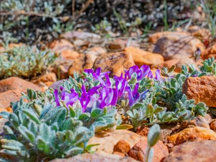 Una foto de las flores de la Llanura de Pebble, donde la vegetación asoma entre el terreno rocoso con pétalos de un púrpura intenso.
