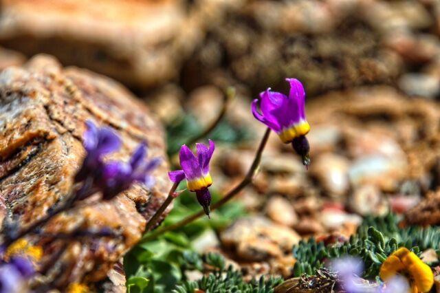 Las flores silvestres púrpuras florecen en las llanuras de Pebble durante la primavera en Big Bear