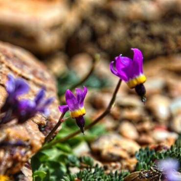 Las flores silvestres púrpuras florecen en las llanuras de Pebble durante la primavera en Big Bear