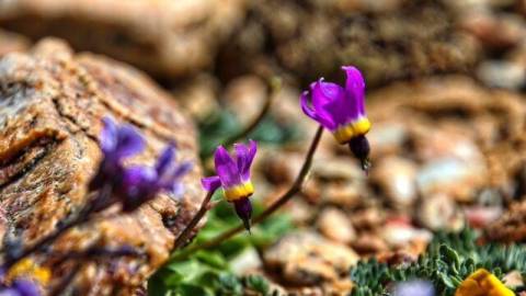 Las flores silvestres púrpuras florecen en las llanuras de Pebble durante la primavera en Big Bear