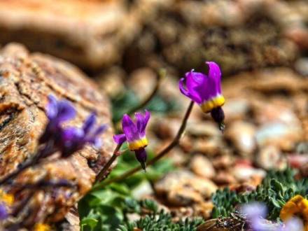 Las flores silvestres púrpuras florecen en las llanuras de Pebble durante la primavera en Big Bear