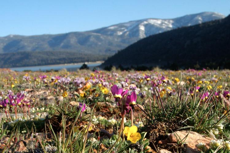 Las flores de las llanuras de guijarros florecen en Big Bear