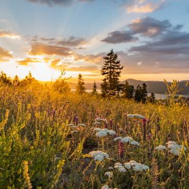 A photo of a bright sunset shining on a field in Big Bear Lake, the field is full of lush green plants and wildflowers.
