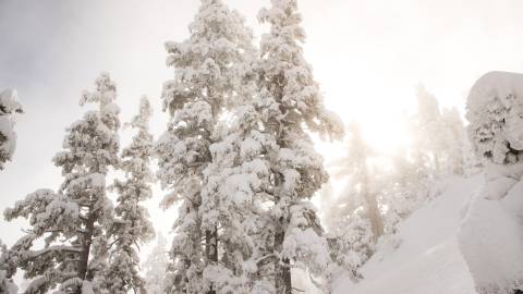 Árboles nevados en invierno, Big Bear Lake