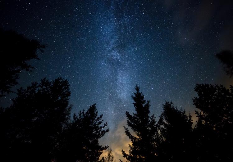 Un bosque por la noche: en el cielo oscuro se ven las estrellas y la Vía Láctea.