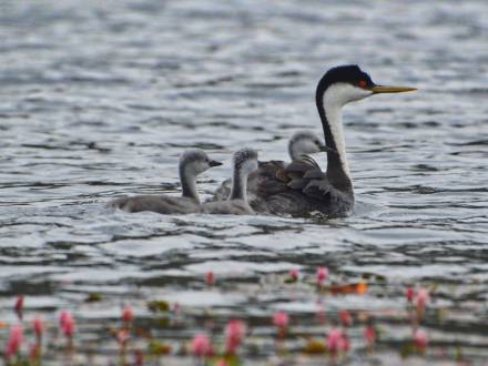 Una foto de una de las especies de aves silvestres en Big Bear Lake, hay una madre pájaro con tres pequeños polluelos en el agua.