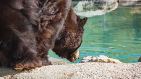 Una foto de un oso pardo del zoológico Big Bear Alpine Zoo: el oso está bebiendo de un abrevadero con agua cristalina.