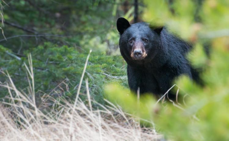 Un oso negro mira a la cámara mientras pasea por el bosque en Big Bear Lake, California.