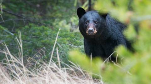 Un oso negro mira a la cámara mientras pasea por el bosque en Big Bear Lake, California.