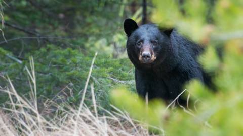 Un oso negro mira a la cámara mientras pasea por el bosque en Big Bear Lake, California.