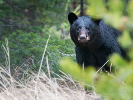 Un oso negro mira a la cámara mientras pasea por el bosque en Big Bear Lake, California.