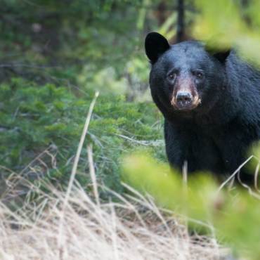 Un oso negro mira a la cámara mientras pasea por el bosque en Big Bear Lake, California.