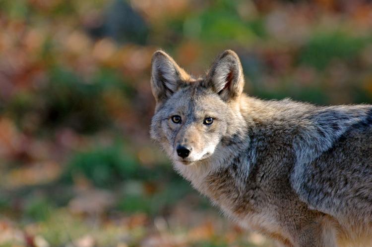 Un coyote en libertad mira hacia la cámara.