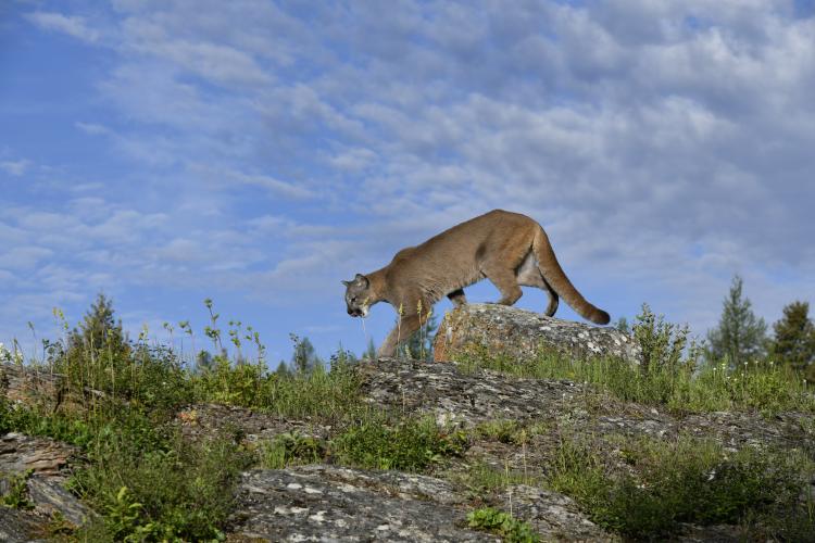 Un puma merodea por el paisaje montañoso.