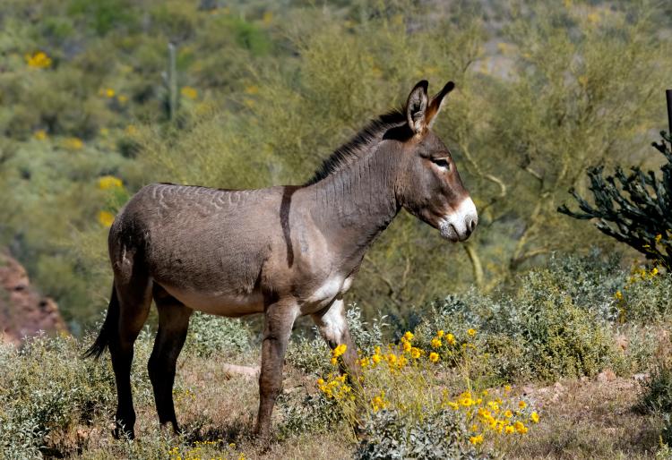 Un burro marrón y gris en un paisaje de montaña. En primer plano se ven flores amarillas.