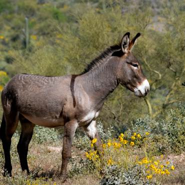 Un burro marrón y gris en un paisaje de montaña. En primer plano se ven flores amarillas.
